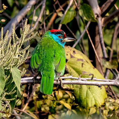 Blue throated barbet