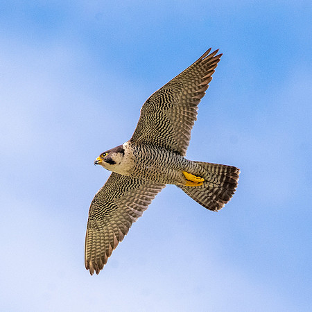 Peregrine falcon