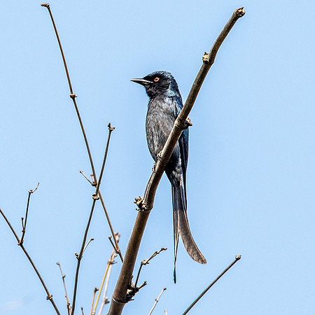 Ashy drongo