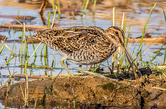 Common snipe