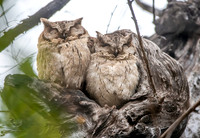 Indian Scops owls