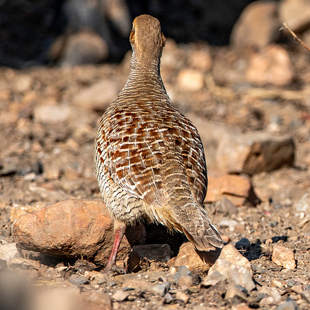 Grey francolin
