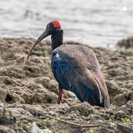 Red naped ibis