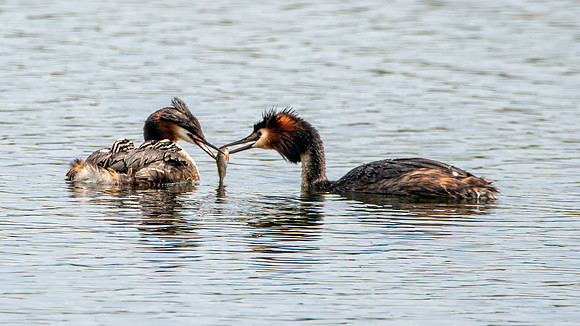 Great crested grebe