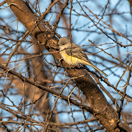 Small minivet