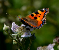 Small tortoiseshell