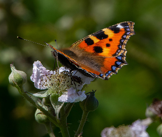 Small tortoiseshell