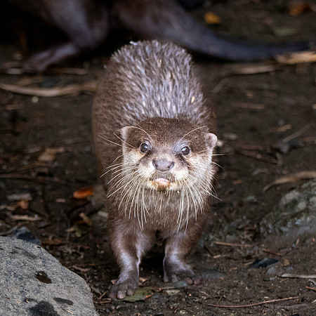 Asian small clawed otter