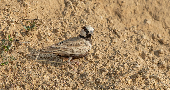 Ashy crowned sparrow lark