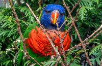 Coconut lorikeet