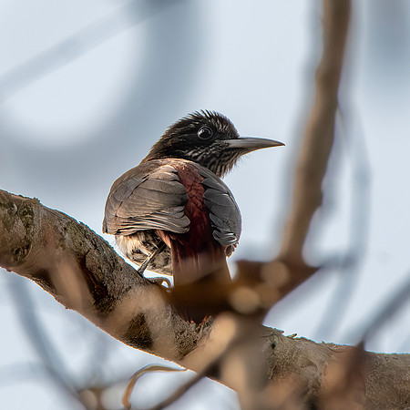 Maroon oriole