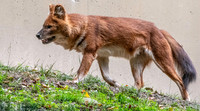 Dhole