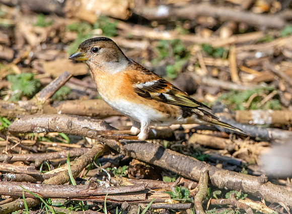 Brambling, female