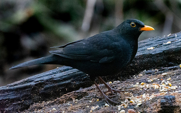 Common blackbird