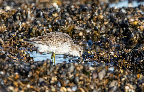 Grey plover