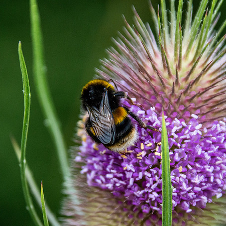 White tailed bee