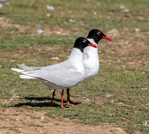Mediterranean gull