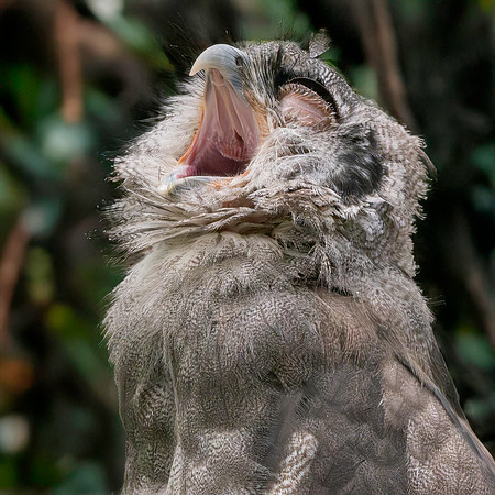 Verreaux's eagle owl