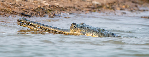 Gharial