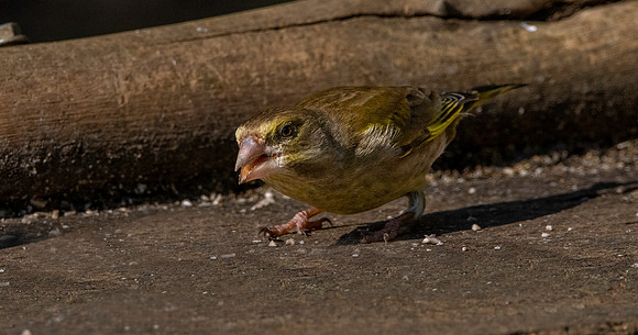 Greenfinch