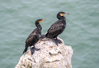 Great cormorant