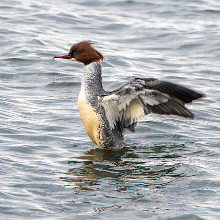 Goosander female