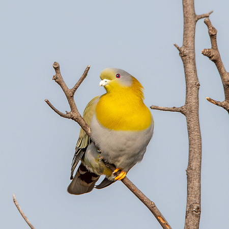 Yellow footed green pigeon