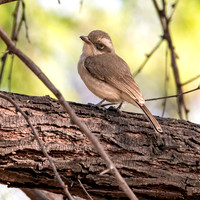 Common wood shrike