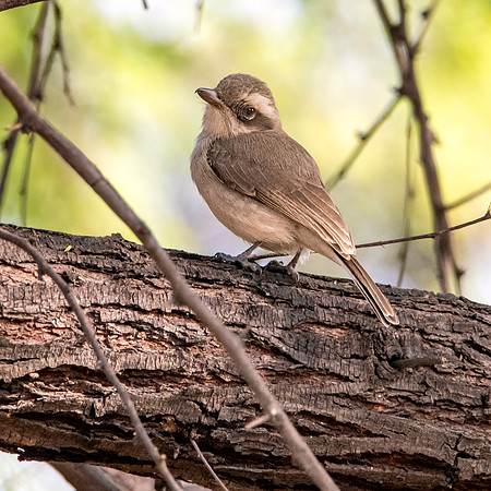 Common wood shrike