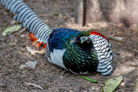 Lady Amherst pheasant