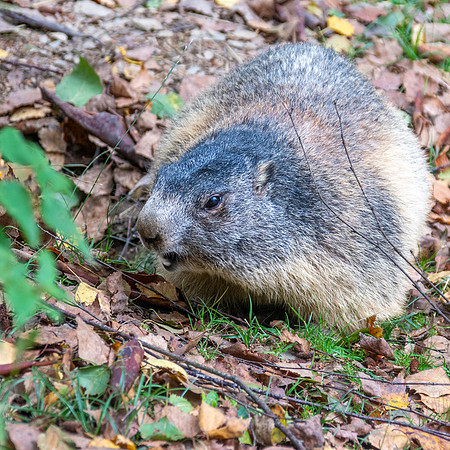 Alpine Marmot