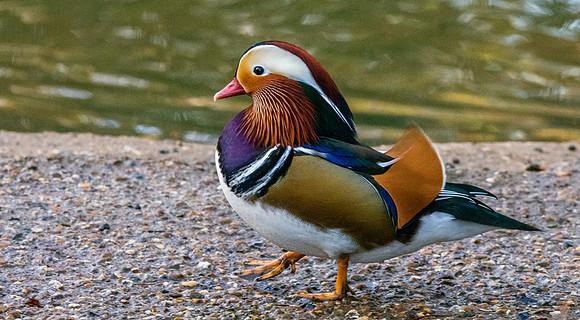 Mandarin Duck