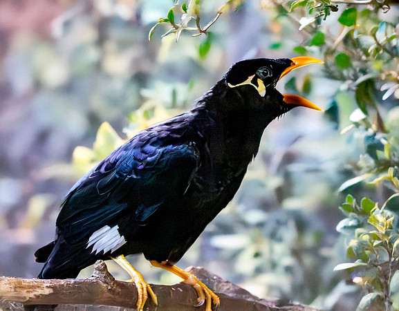 Common hill myna