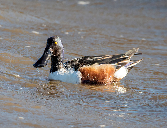 Northern Shoveler