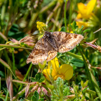 Burnet companion