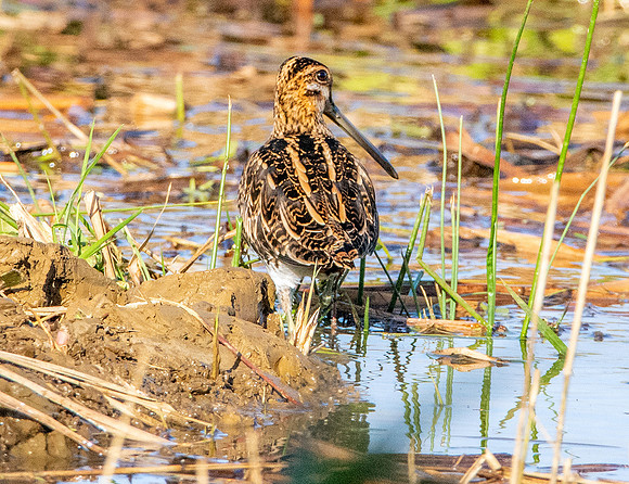 Common snipe