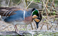 Baikal Teal, male