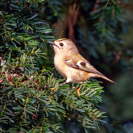 Goldcrest