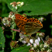 Silver washed fritillary