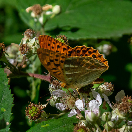 Silver washed fritillary