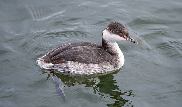 Slavonian grebe