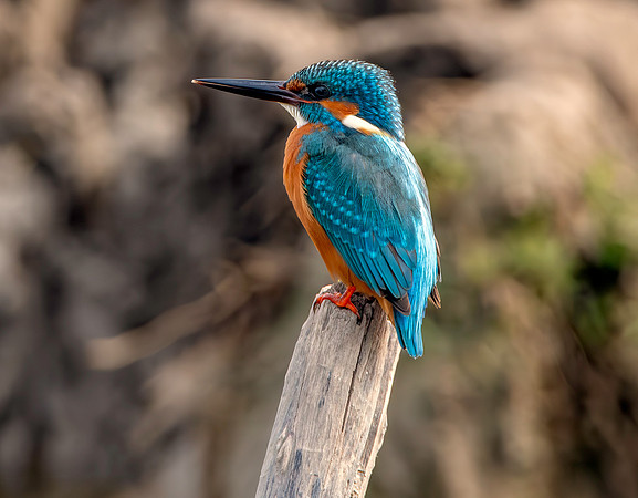 Kingfisher (Little Indian)