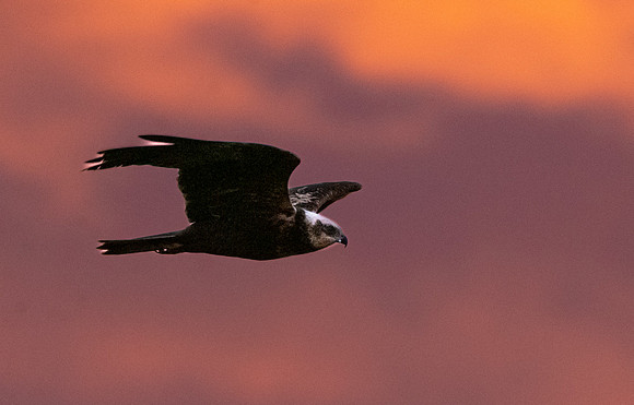 Marsh harrier