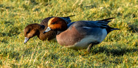 Eurasian wigeon