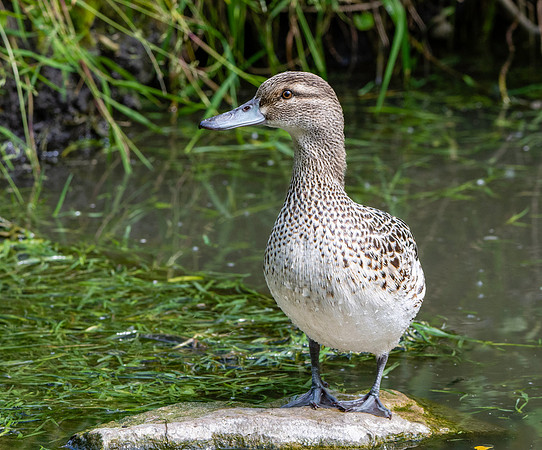 Garganey duck, female