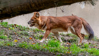 Dhole