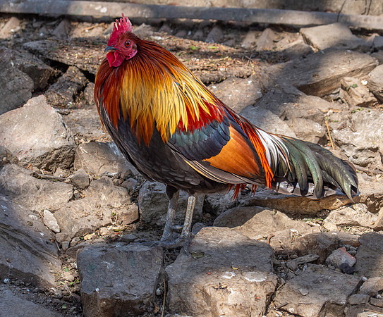 Red junglefowl