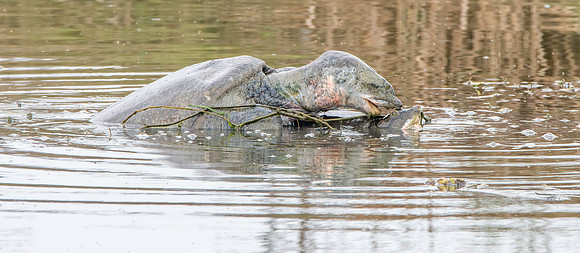 Indian softshell turtle