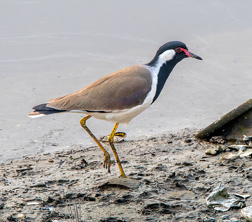 Red wattled lapwing