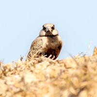 Ashy crowned sparrow lark